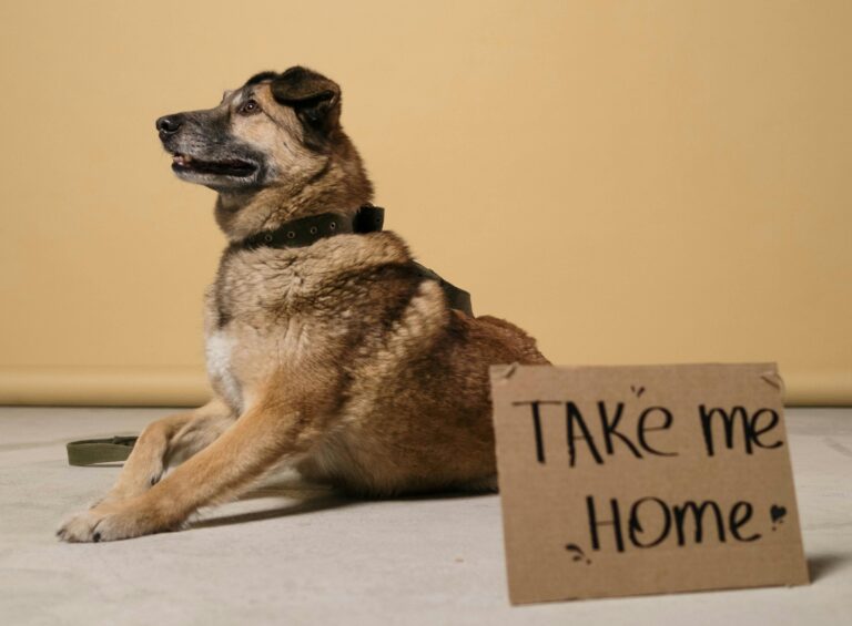 Сопственик прегрнува ново вдомено куче дома