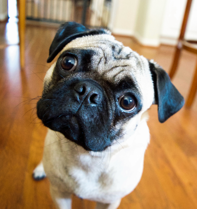 Сопственици и волонтери бараат изгубено куче заедно во населба