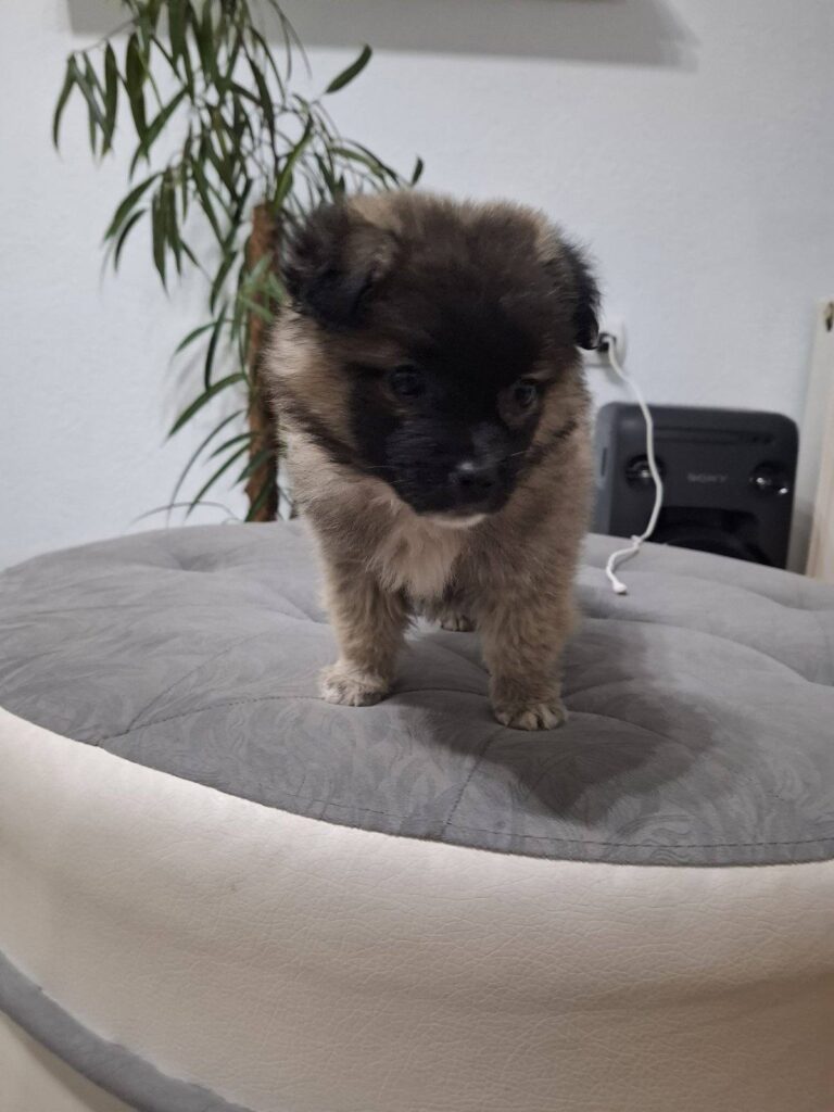 изгубено-куче-чоко-охрид