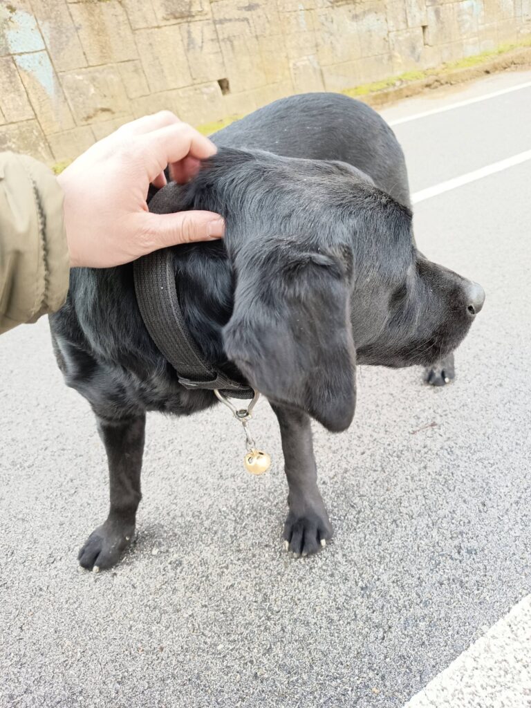 црн - лабрадор - скопје