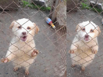 makedonski panicar - zenka - se podaruva