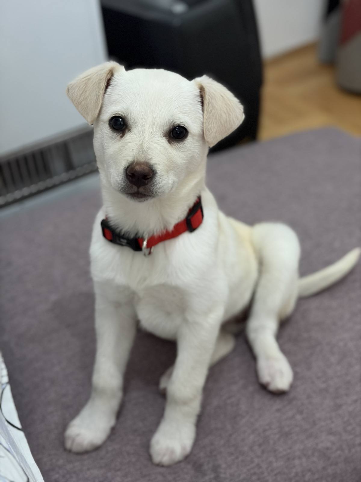 Женско кученце – се подарува ( Скопје )