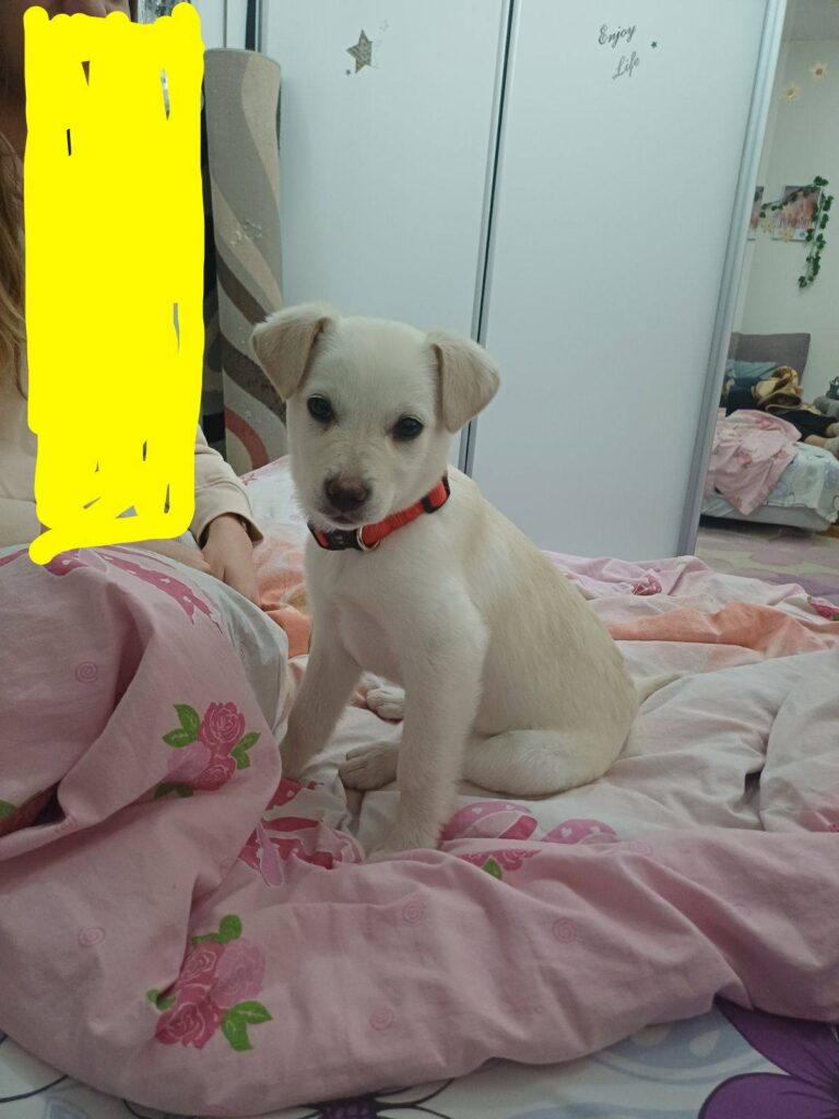 Женско кученце – се подарува ( Скопје )