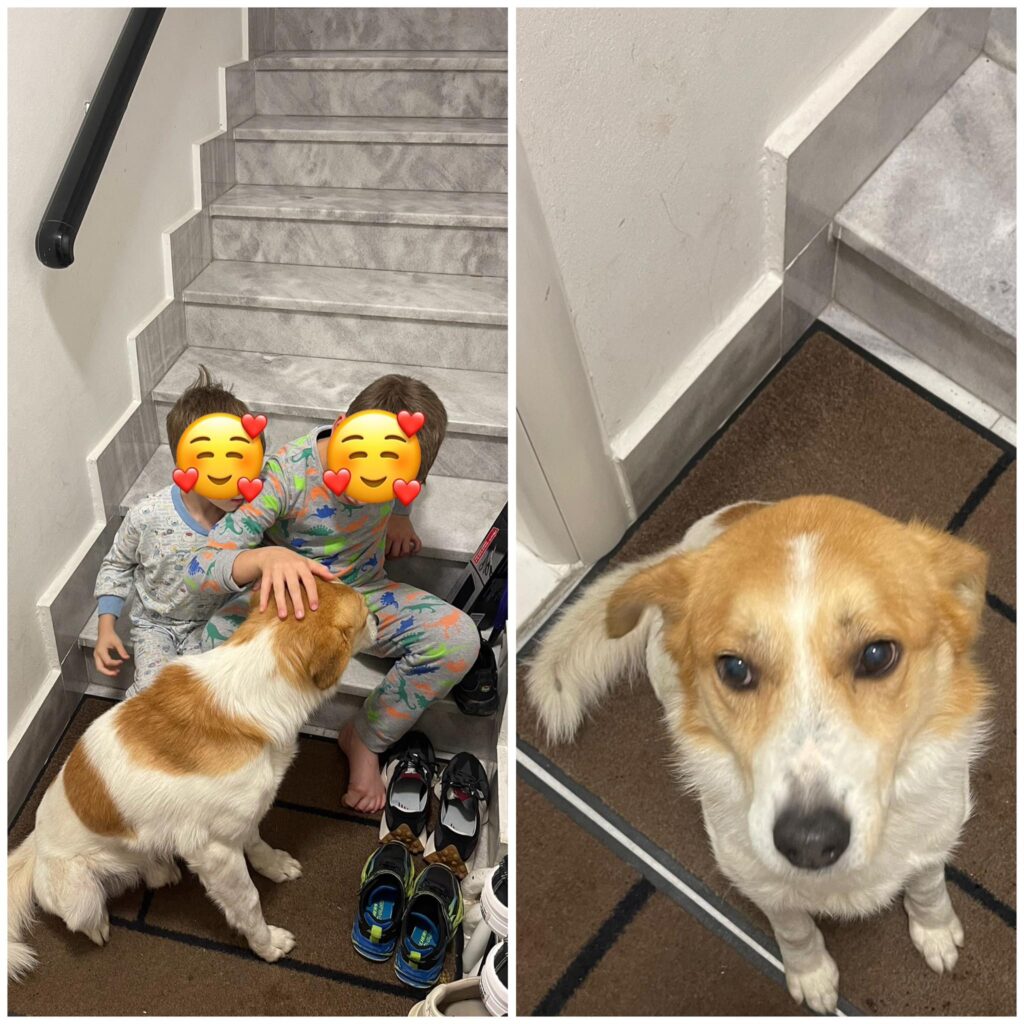 izgubeno-kuce-laki-vlae