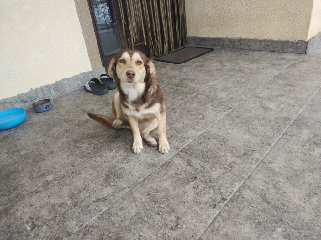 se vdomuva - sveti nikole