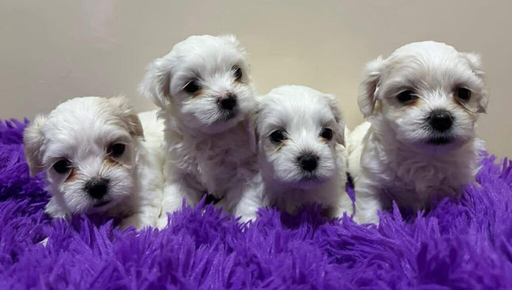 se-prodavaat-maltezeri