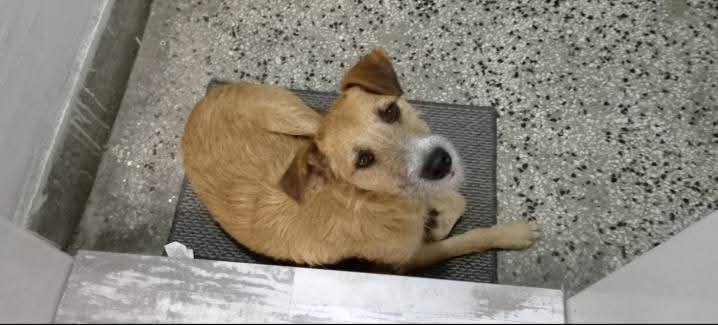 izgubeno kuce dame gruev