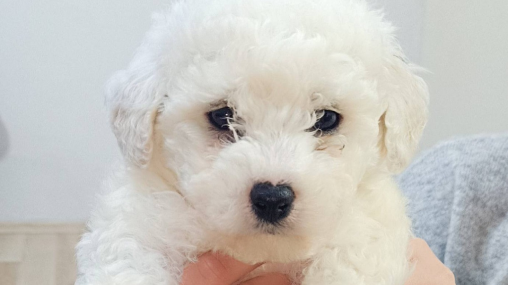 se prodava masko bishonce dracevo