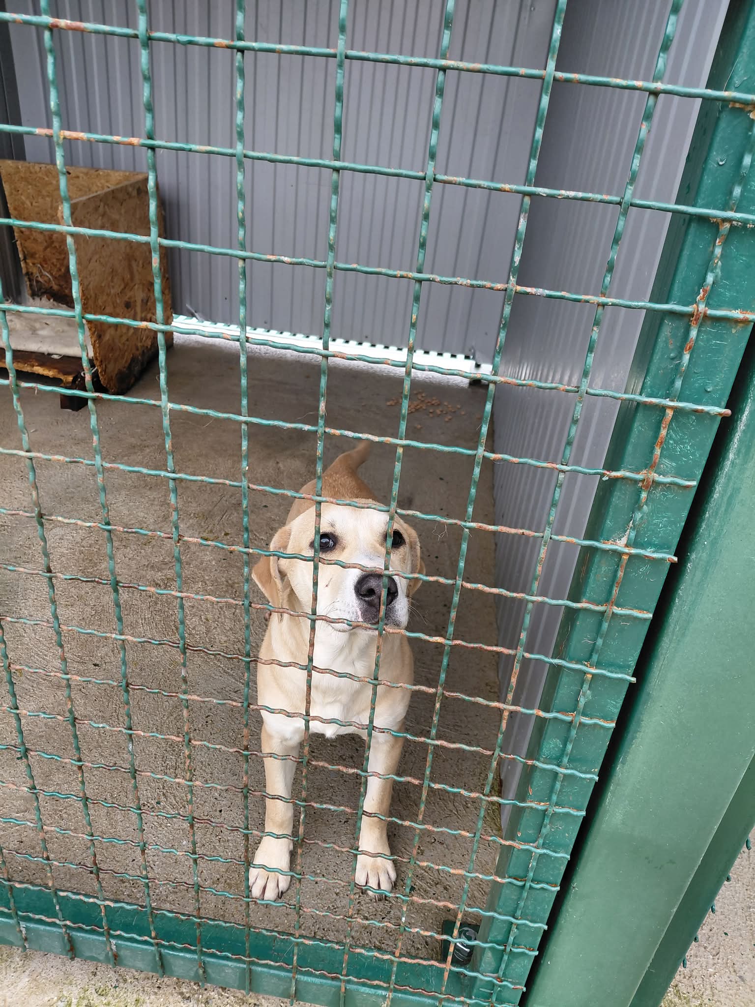 se vdomuva luna bitola