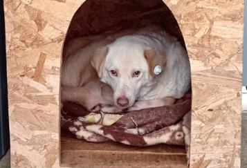 se vdomuva tara bitola