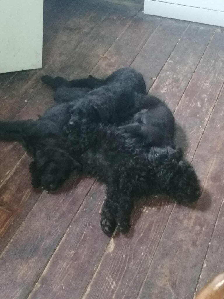 se podaruvaat kucenca - bitola