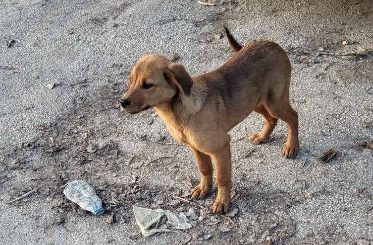 se-vdomuva-sladok-decko