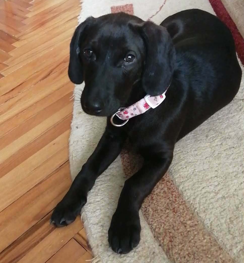 se podaruva mila demir hisar