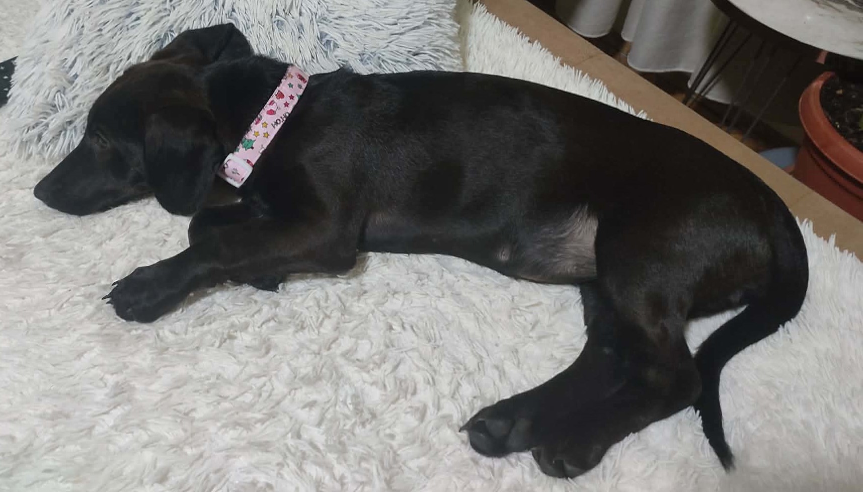 se podaruva mila demir hisar